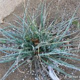 Hesperaloe parviflora California, USA ©MCA P1280345.JPG